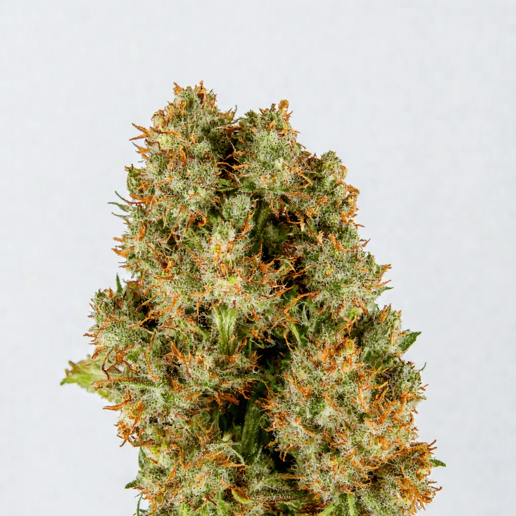 2nd Amendment Hybrid Cannabis Strain