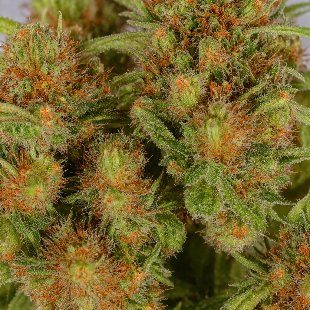 3 In The Pink Hybrid Cannabis Strain