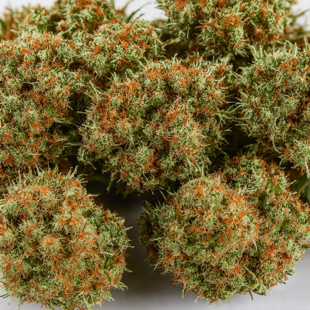 89 NL5 BX Indica Cannabis Strain