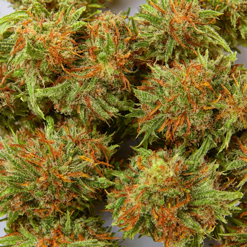 Amnesia Pupil Hybrid Cannabis Strain