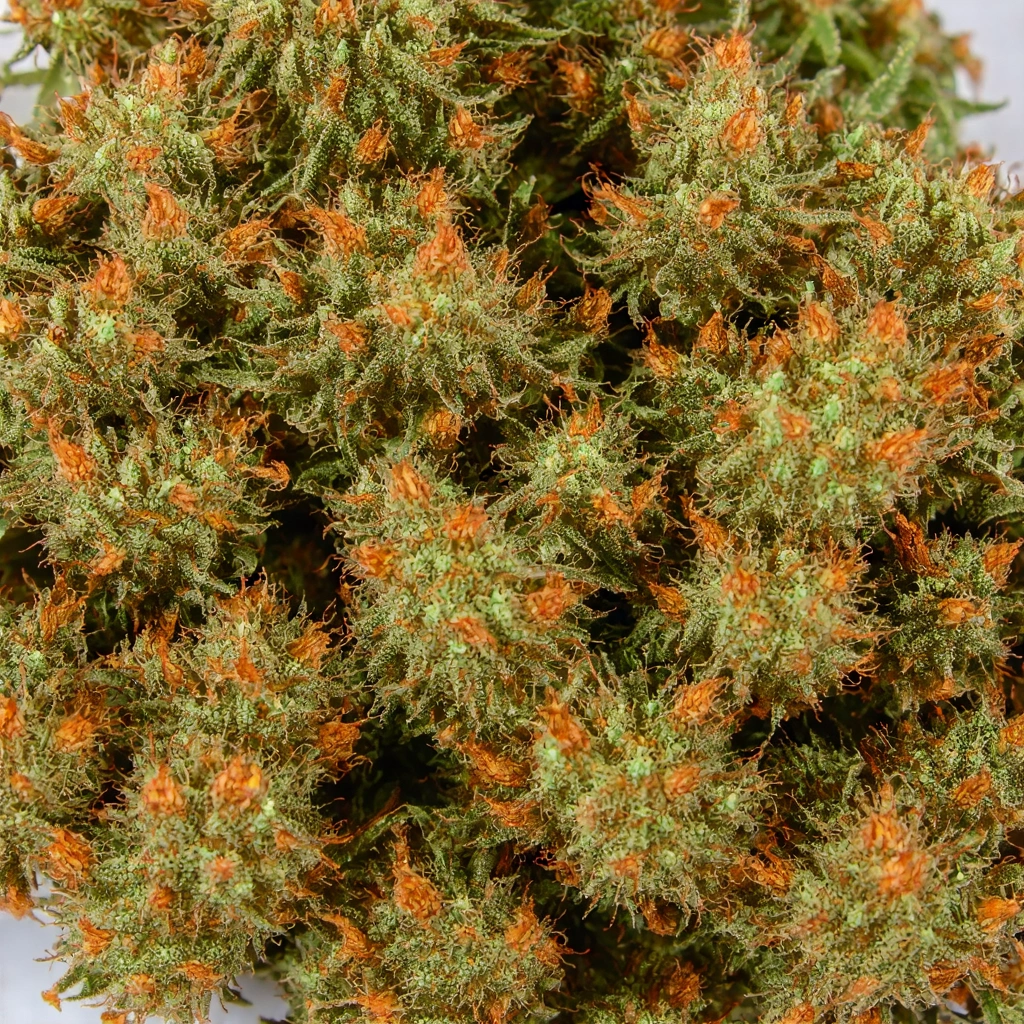 Animal Sherbert Hybrid Cannabis Strain