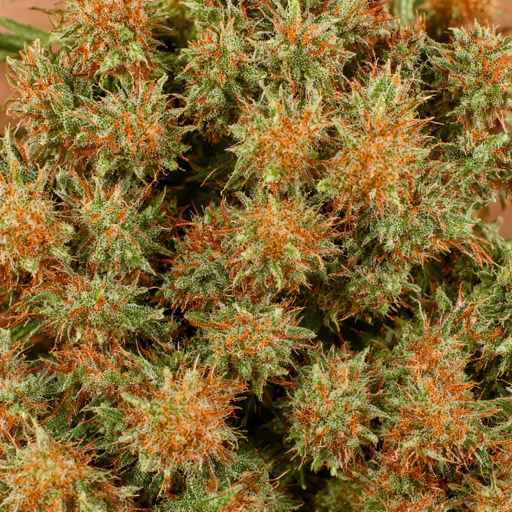 Apples N Bananas x Pancakes Jealousy Hybrid Cannabis Strain