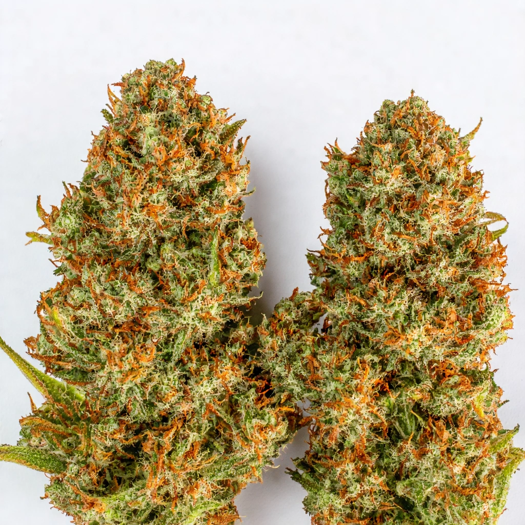 Auto Tangie (Tangie'matic) Hybrid Cannabis Strain