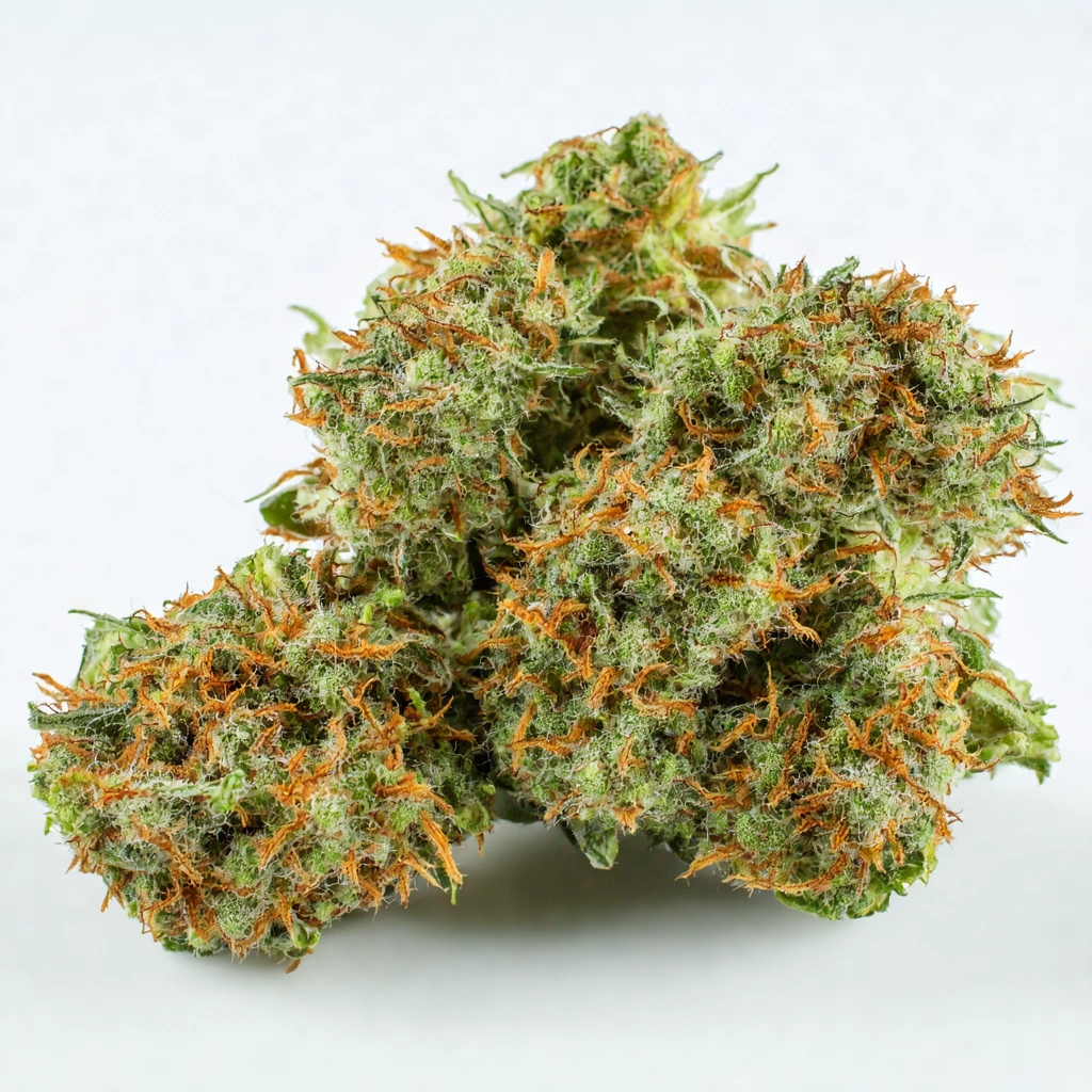 Babylon Buster Hybrid Cannabis Strain