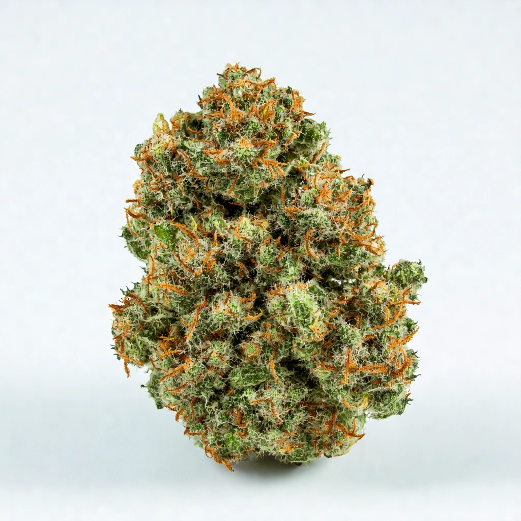 Bears Choice Hybrid Cannabis Strain