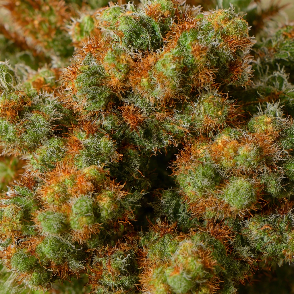 Bubblegum Queen Hybrid Cannabis Strain