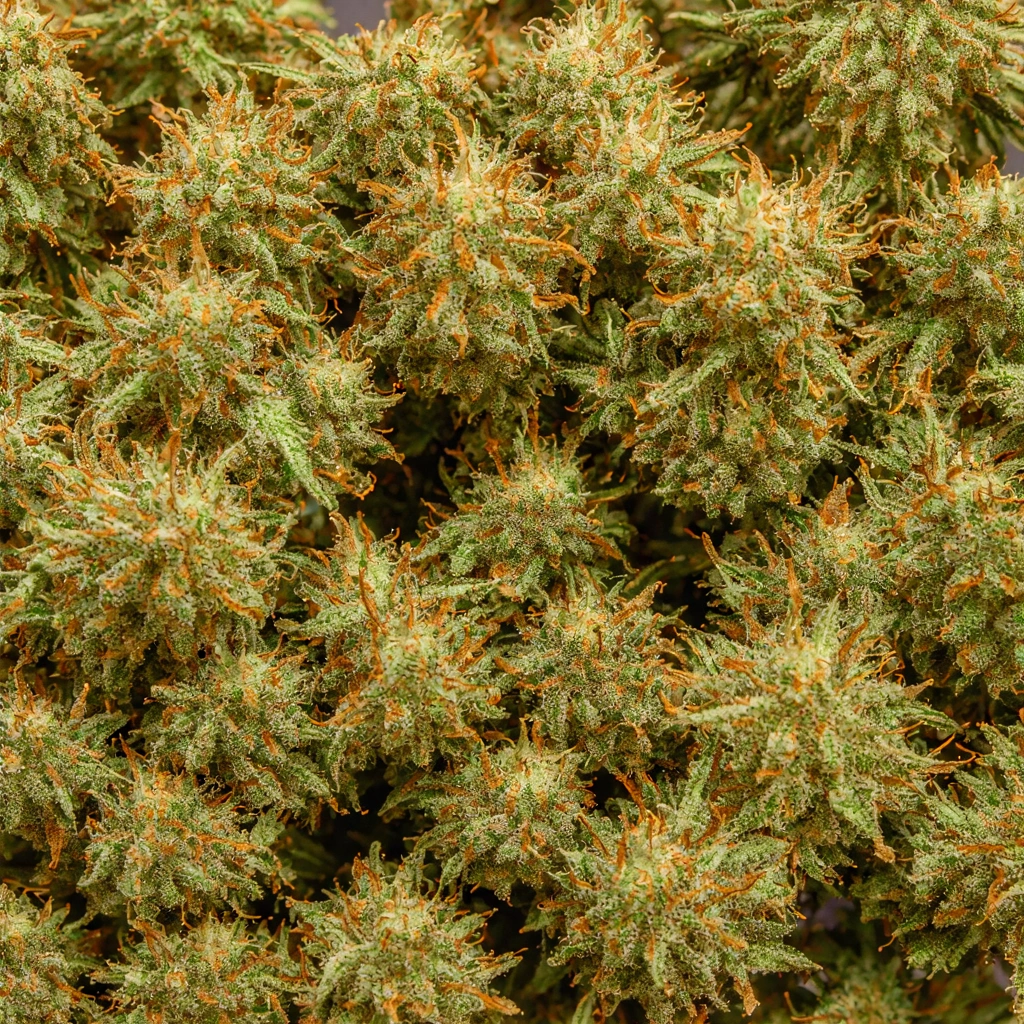 CBD #77 Hybrid Cannabis Strain