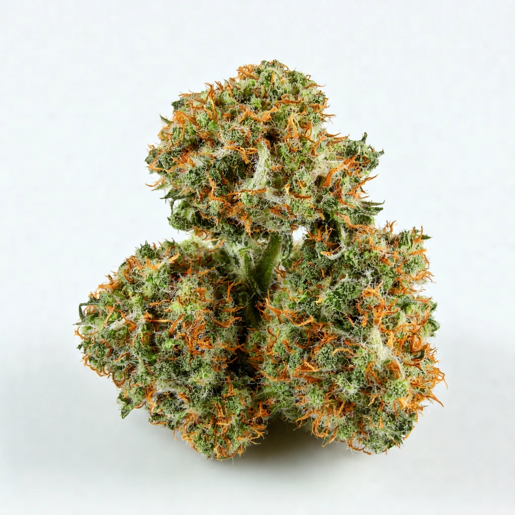 Chauffeur Hybrid Cannabis Strain