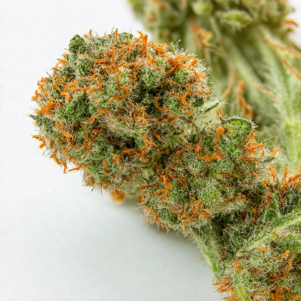 Cherry OZone Sativa Cannabis Strain