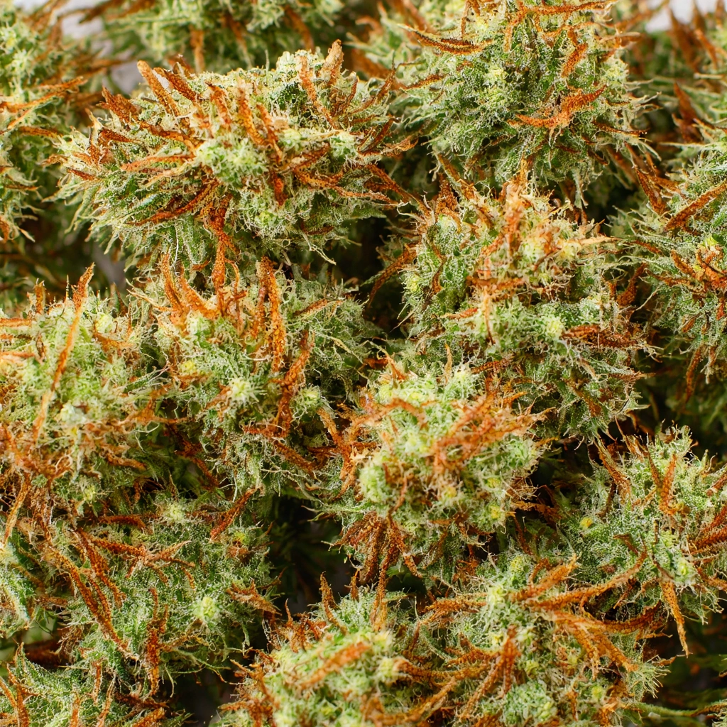 Chiquita Banana Hybrid Cannabis Strain