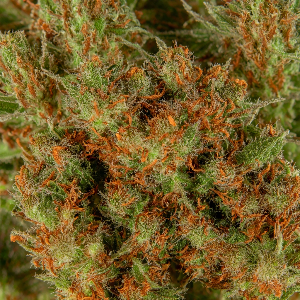 Chop OG Hybrid Cannabis Strain