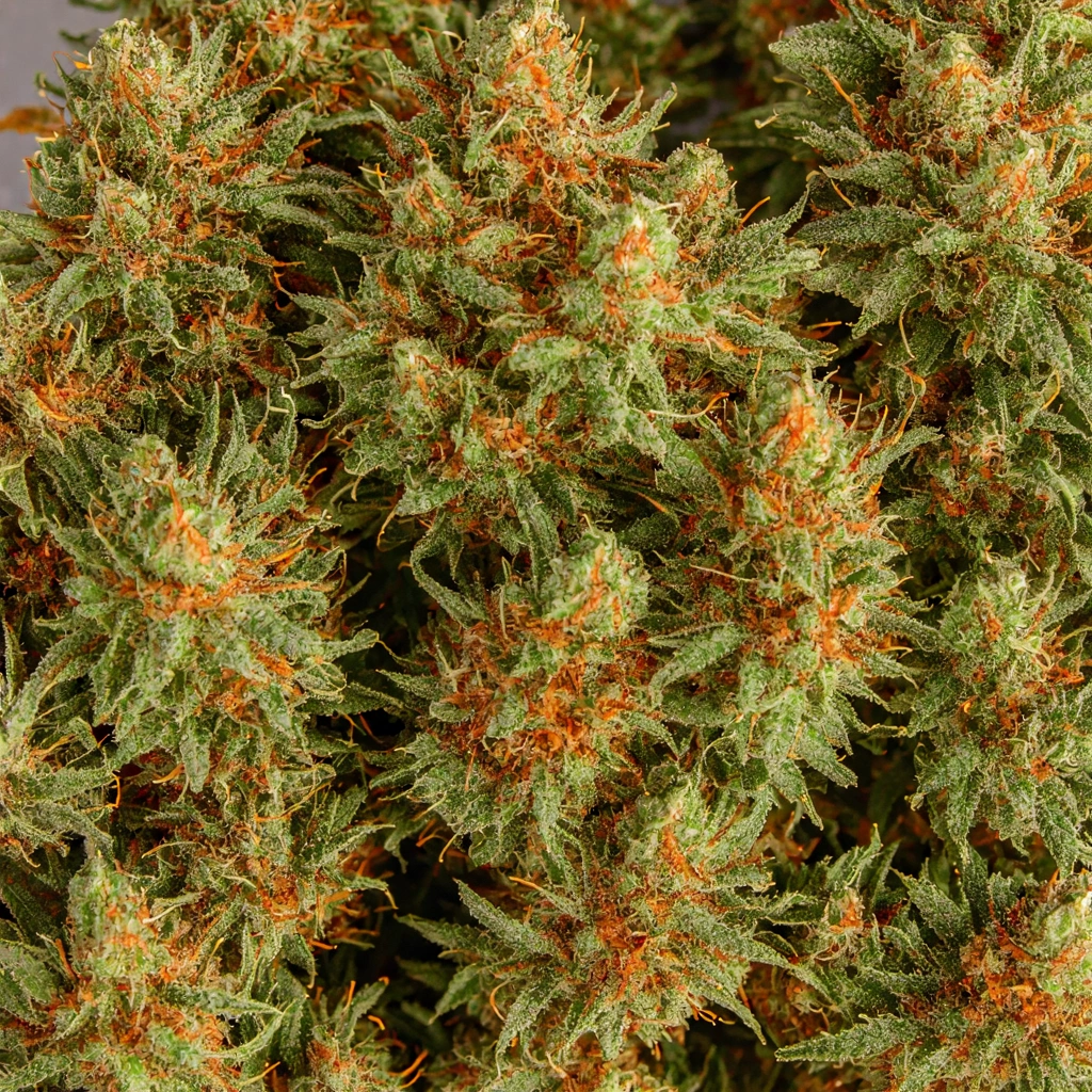 Deep Chunk x X18 Indica Cannabis Strain