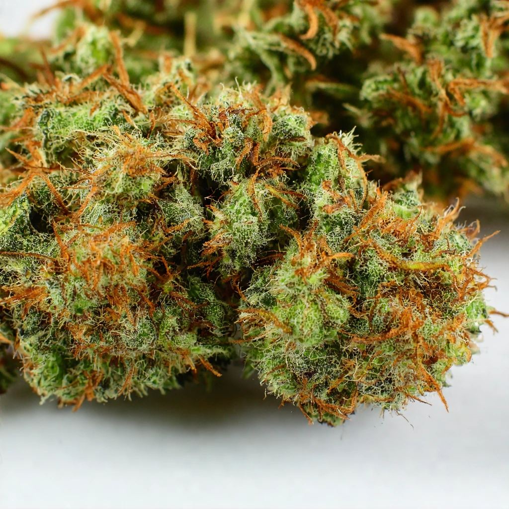 Girl Scout Cookies X Bubblegum Hybrid Cannabis Strain