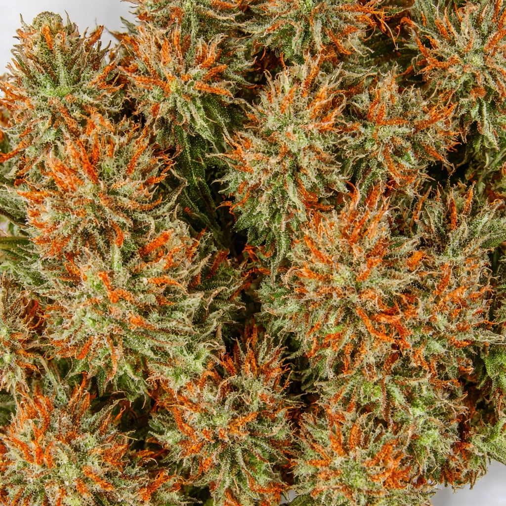 Girl Hybrid Cannabis Strain