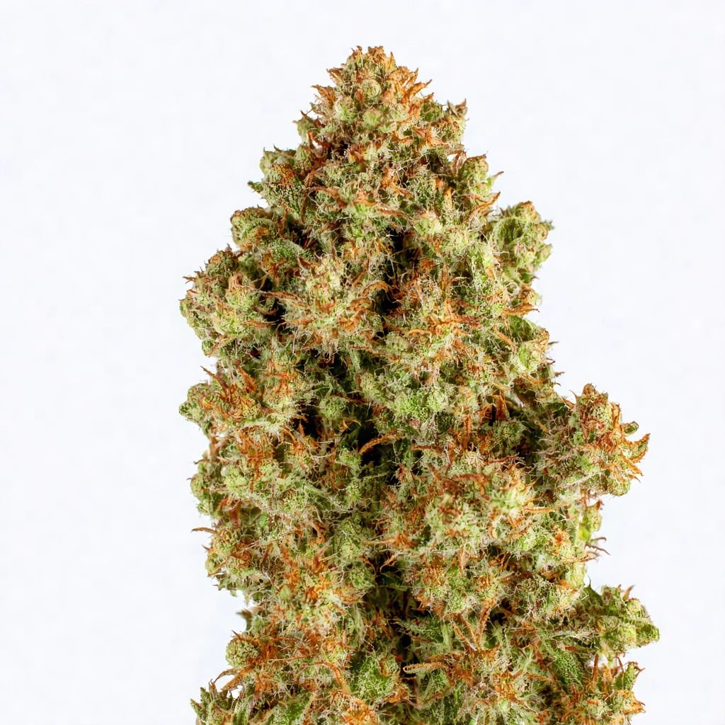Gorilla Girl F1 Fast Version Hybrid Cannabis Strain