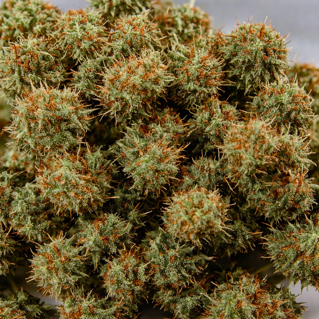 Hashgirl Indica Cannabis Strain