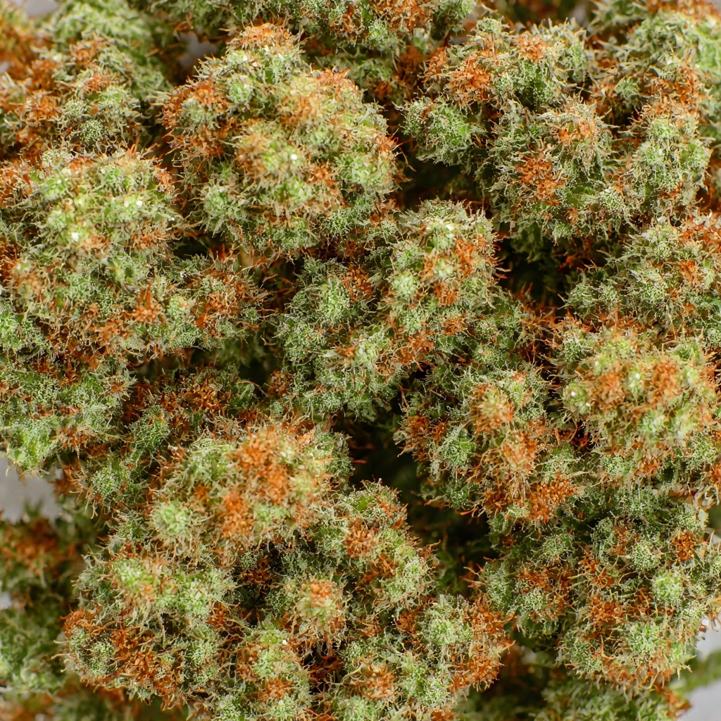 Loud Scout Hybrid Cannabis Strain