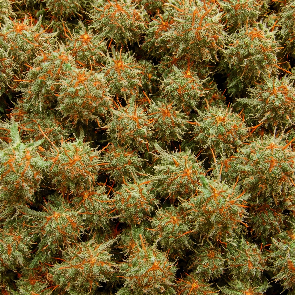 Pine Tar Kush Indica Cannabis Strain